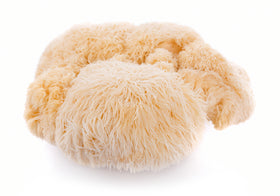 Lions Mane