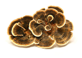 Turkey Tail