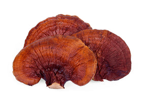 Reishi mushroom