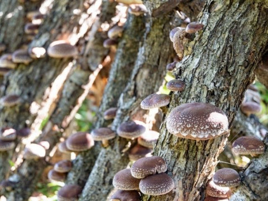 AHCC  - The Magic Mushroom Ingredient from Japan