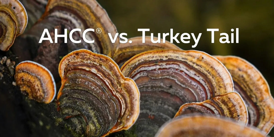 AHCC® vs Turkey Tail