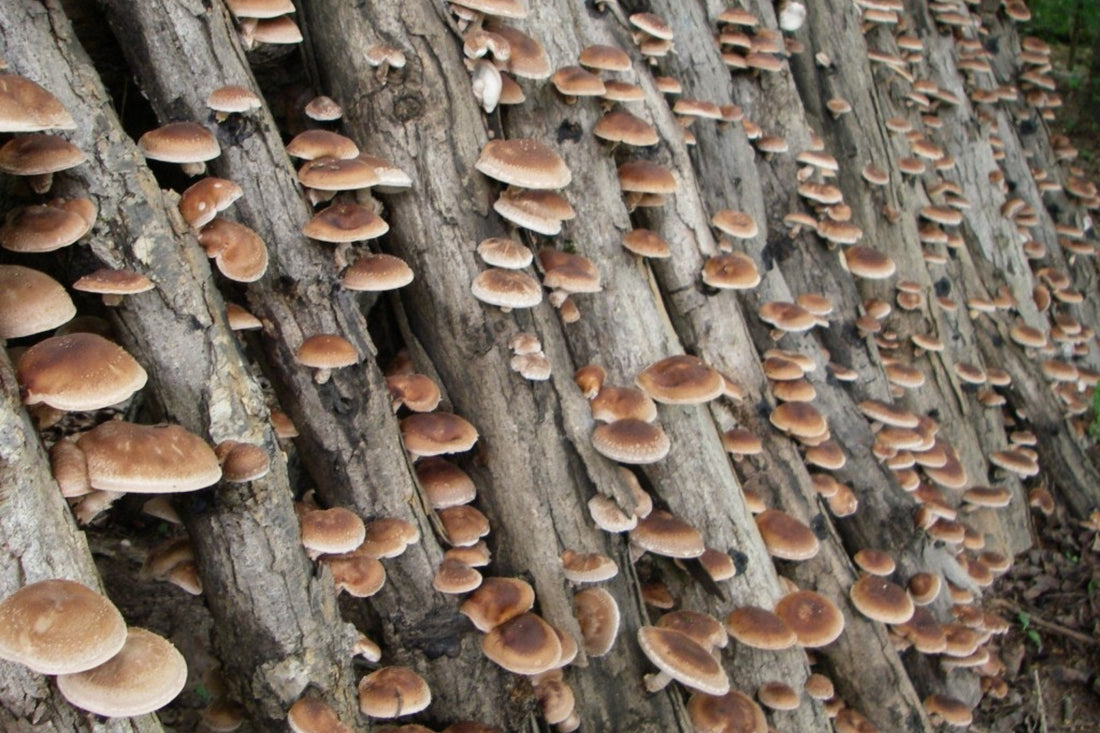 Health Benefits of Shiitake Mushrooms