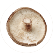 Shiitake mushroom