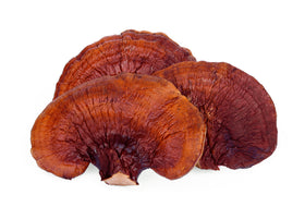 Reishi mushroom
