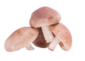 Shiitake mushroom